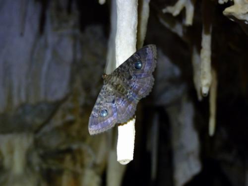 Speiredonia obscura